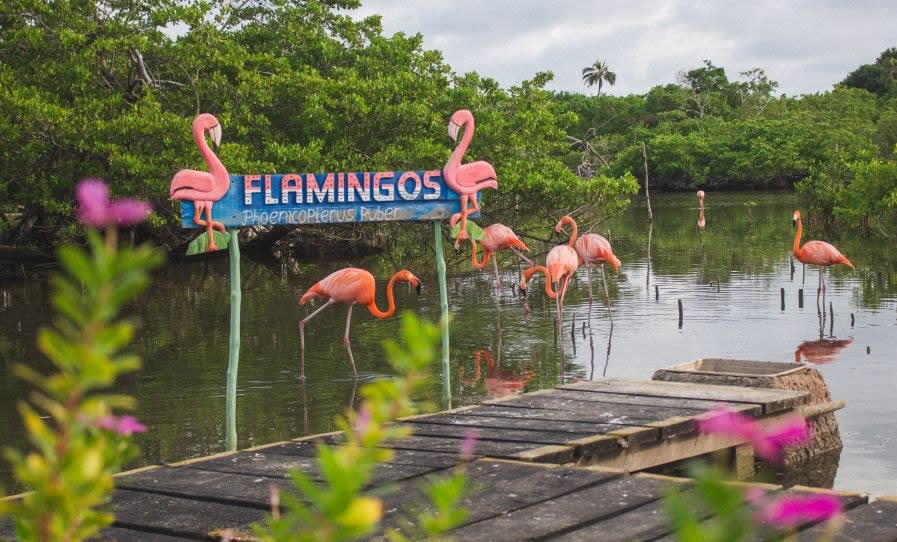 isla flamingos viajes linearcol tour colombia isla palma